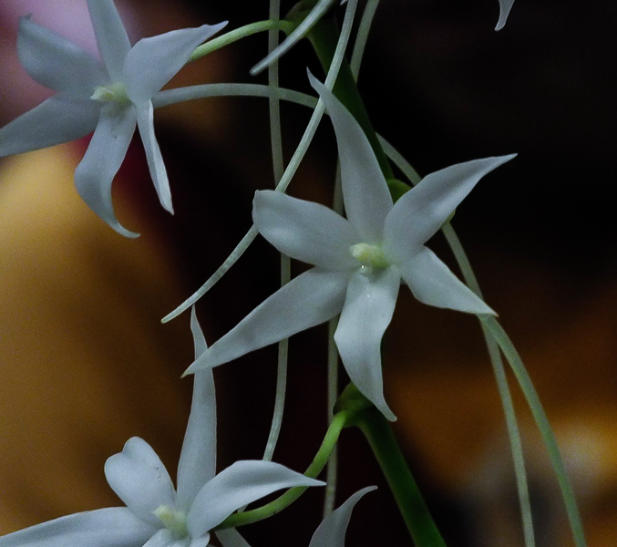Aerangis articulata