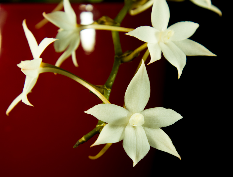 Aerangis biloba