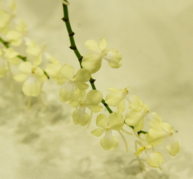 Aerangis citrata-2
