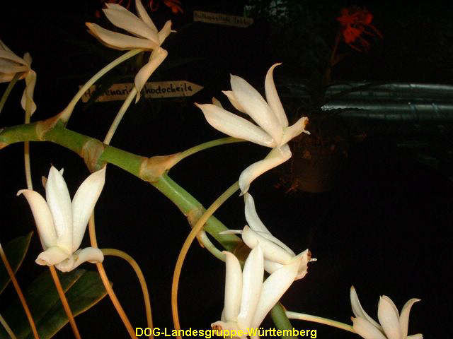 Aerangis ellisii