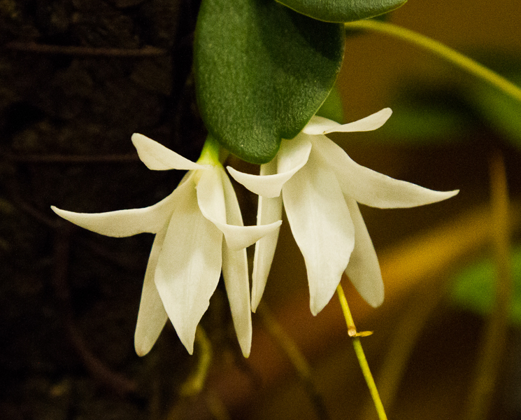 Aerangis fastuosa-2