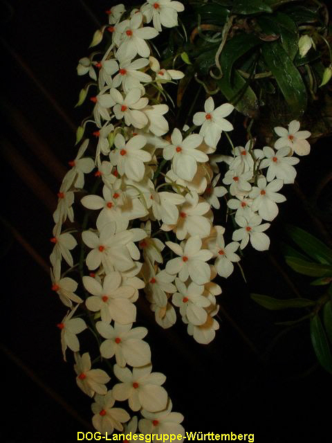 Aerangis luteoalba var. rhodosticta 01