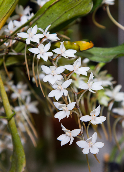 Aerangis mystacidii 01