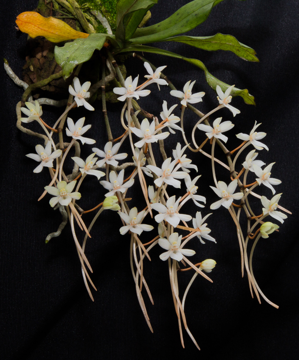 Aerangis mystacidii 02