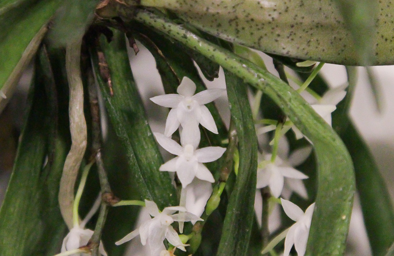 Aerangis ugandensis-2