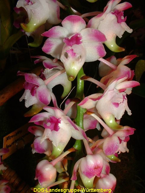 Aerides lawrenceanum