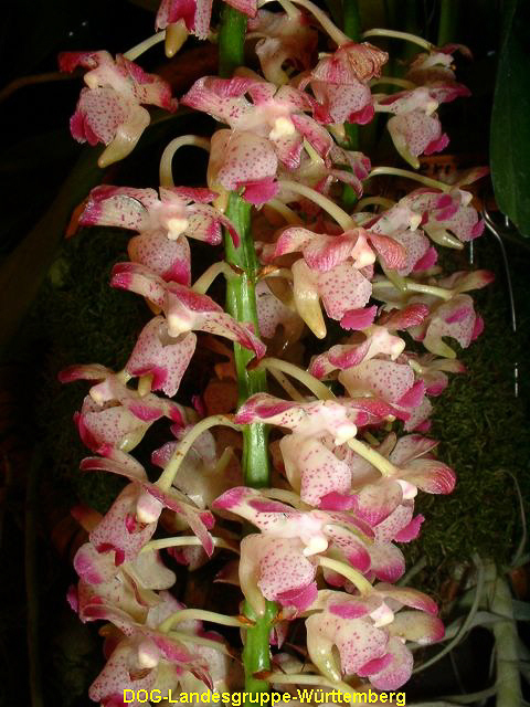 Aerides quinquevulnera