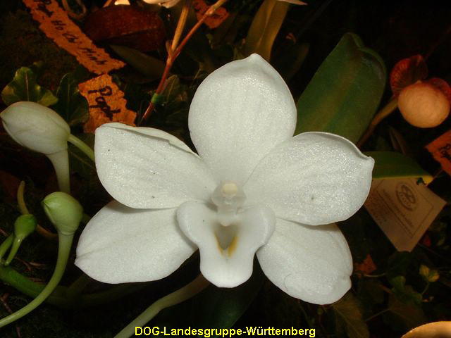 Amesiella spec