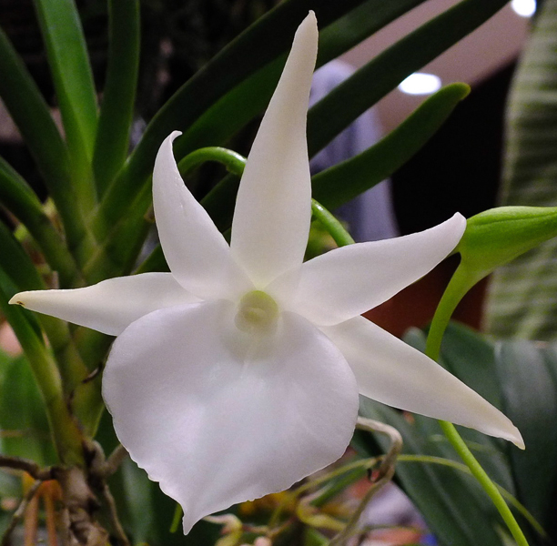 Angraecum Hybride