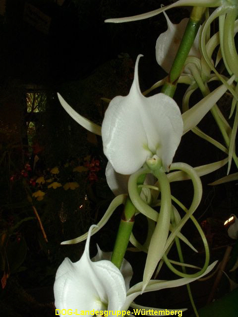 Angraecum comorense
