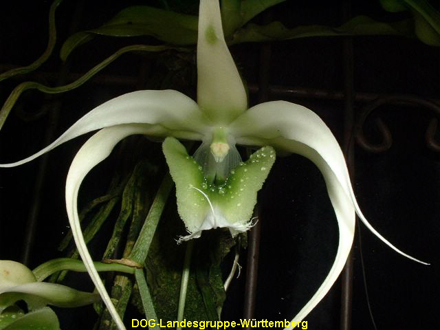 Angraecum henrici 02