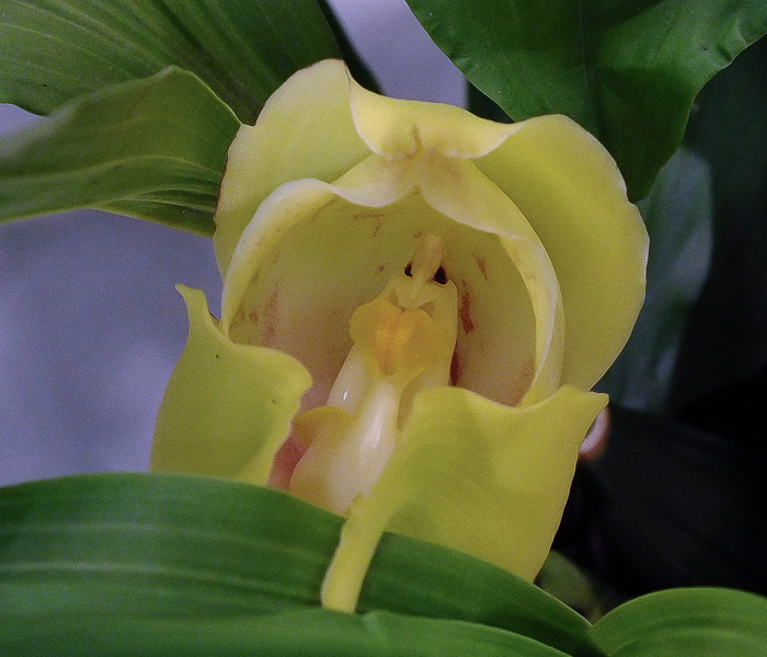 Anguloa cliftonii var. luigi
