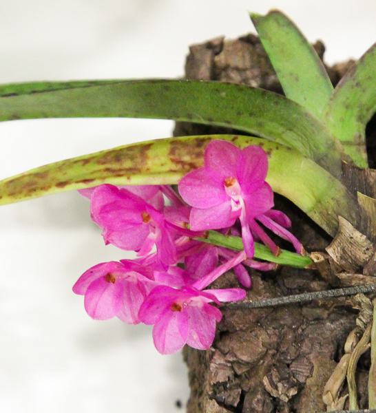 Ascocentrum ampullaceum-2