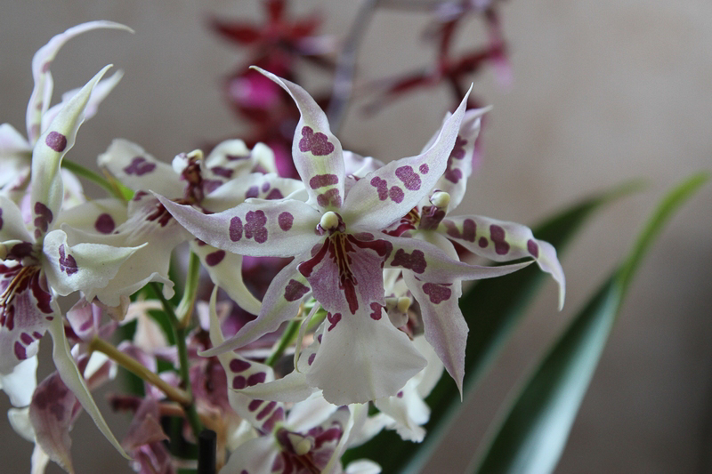 Beallara Peggy Ruth Carpenter
