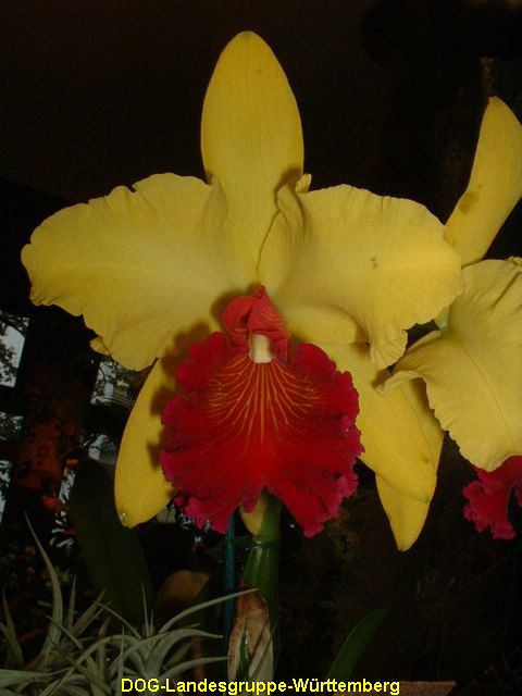 Blc Alma Kee