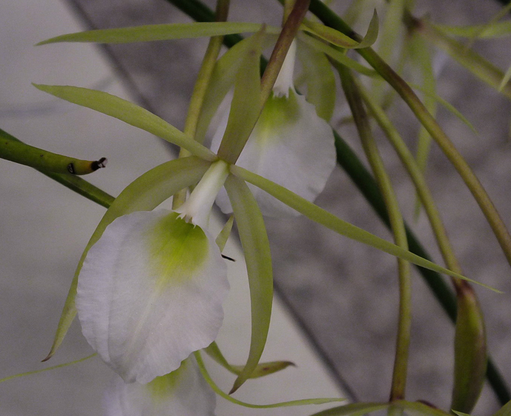 Brassavola perinii