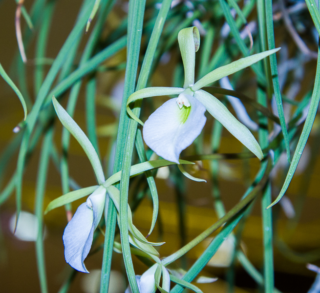 Brassavola retusa-2