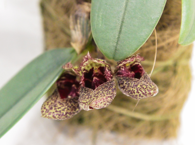 Bulbophyllum bootanoides-2