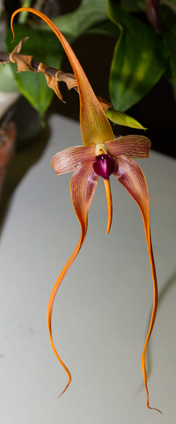 Bulbophyllum echinolabium