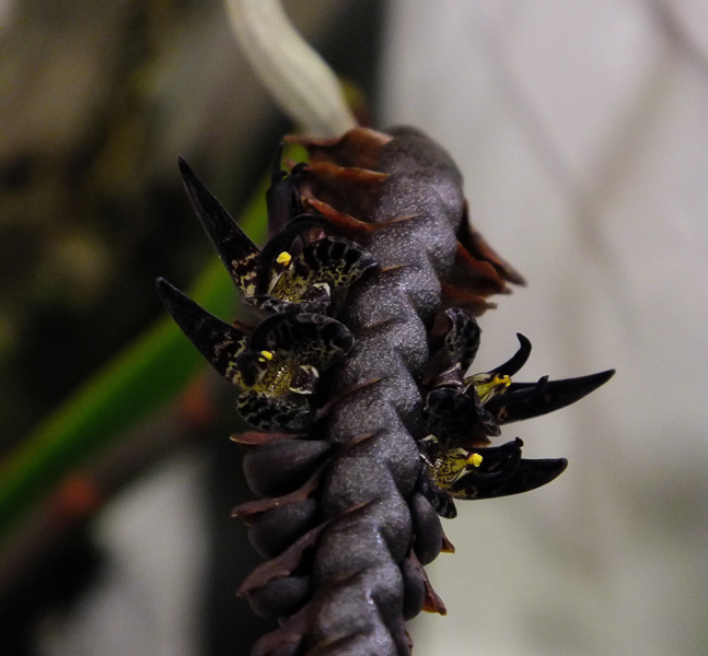 Bulbophyllum imbricatum