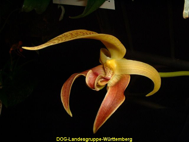 Bulbophyllum lobii