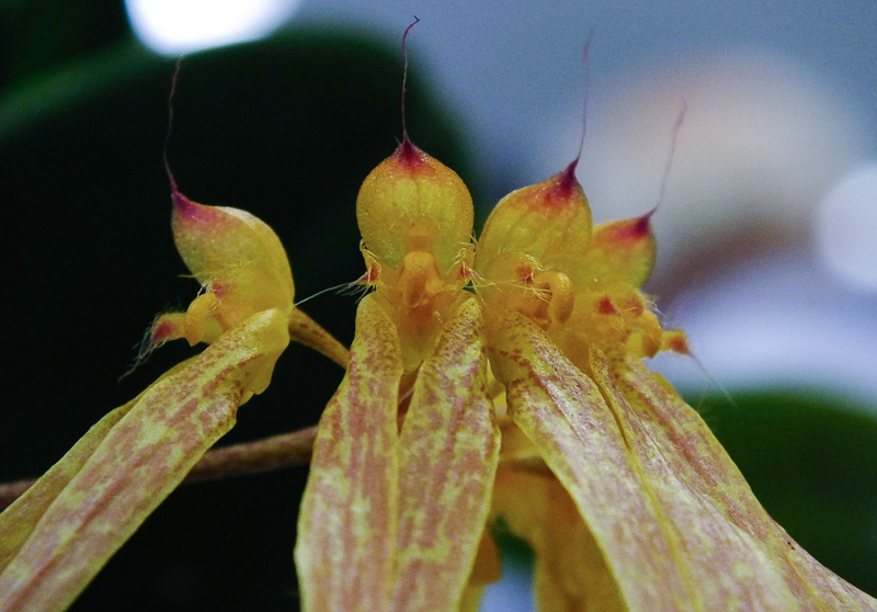Bulbophyllum longiflorum 02