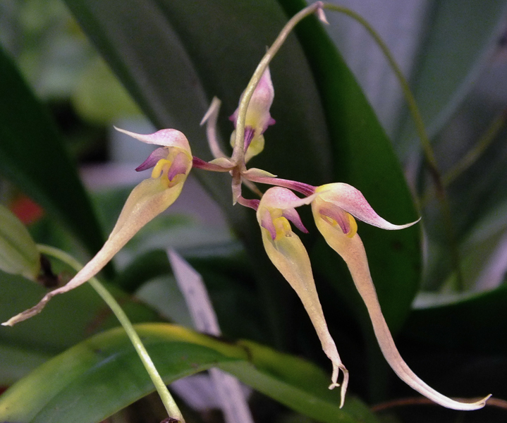 Bulbophyllum macraei
