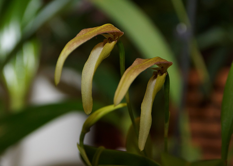 Bulbophyllum ornithorynchum-2