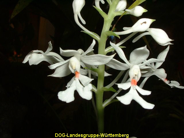 Calanthe Vezatrifolia