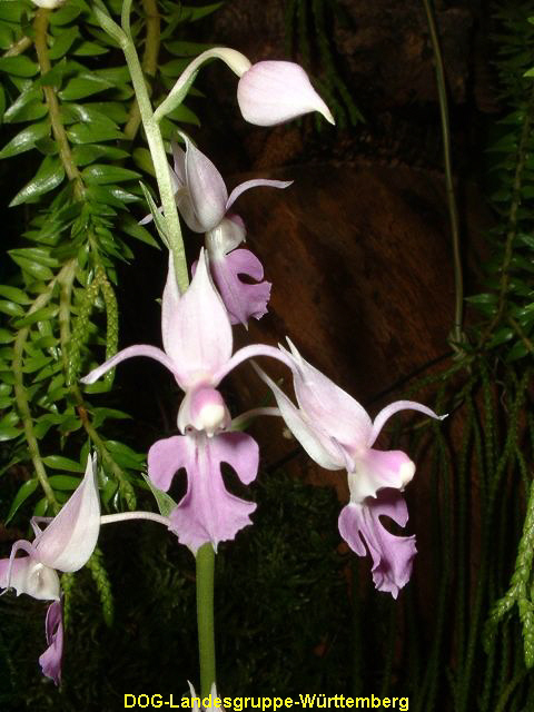 Calanthe reflexa