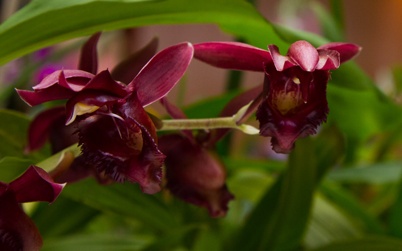 Catasetum Masterly Red