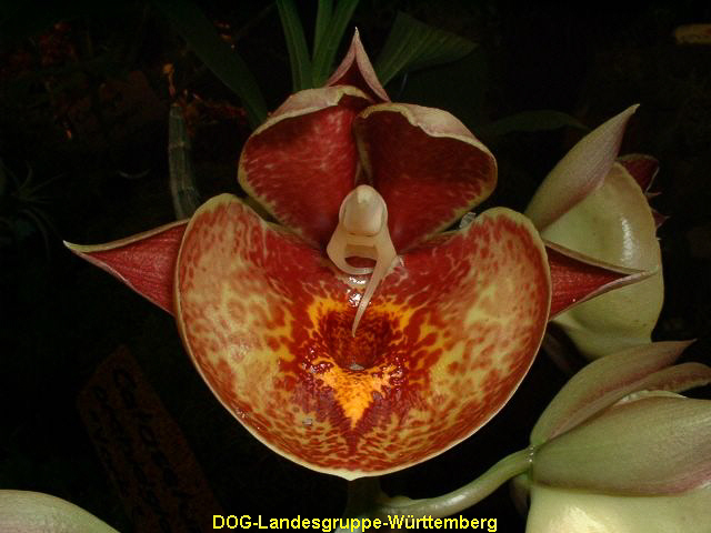 Catasetum Orchidglade York