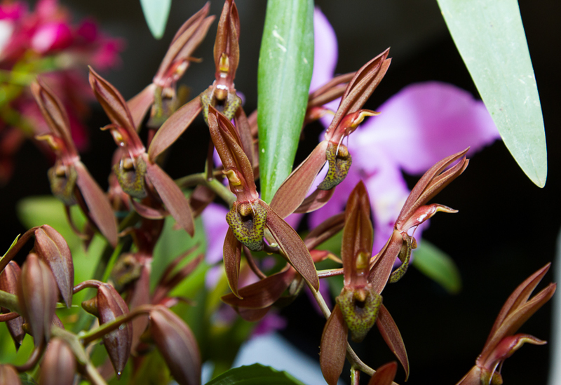 Catasetum callosum