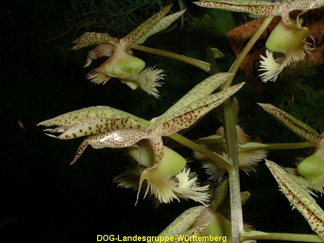 Catasetum fimbriatum