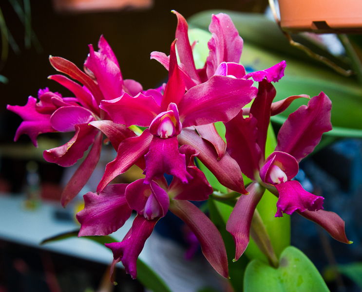 Cattleya Bucklburg x percivaliana