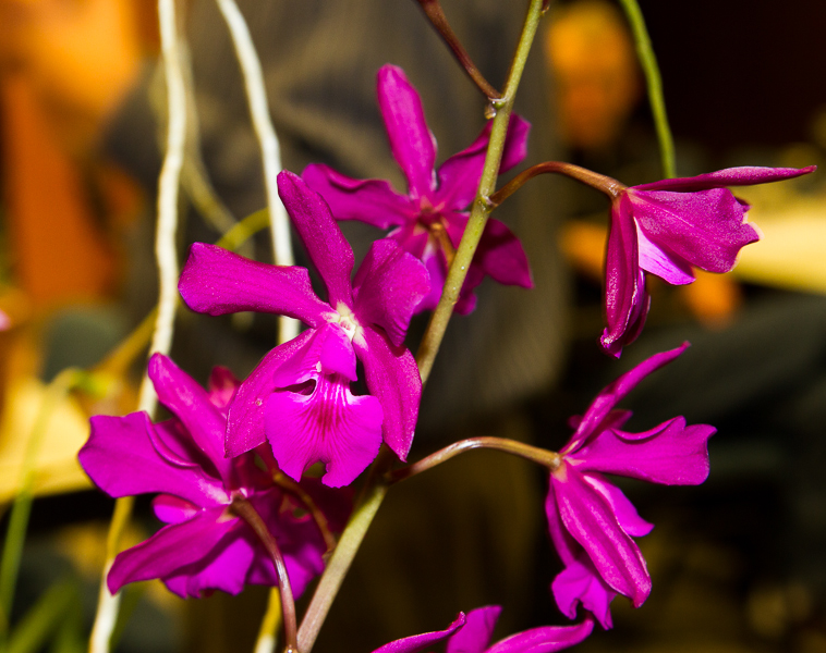 Cattleya Dancing Queen