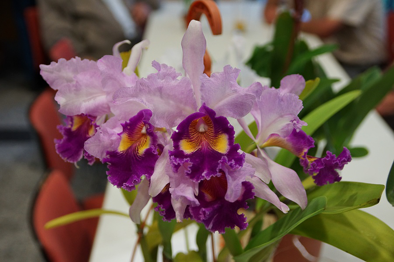 Cattleya Hardyanan