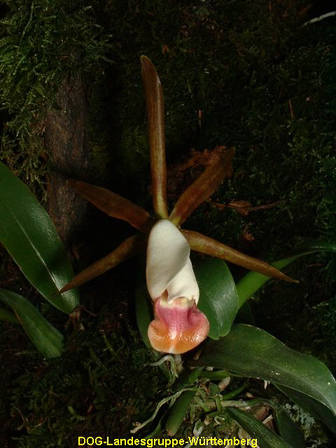 Cattleya araguaiensis