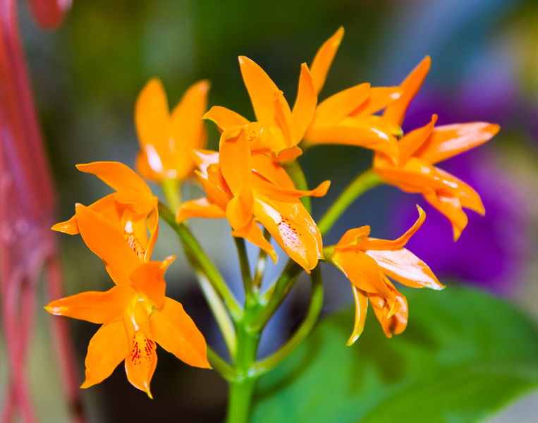 Cattleya aurantiaca