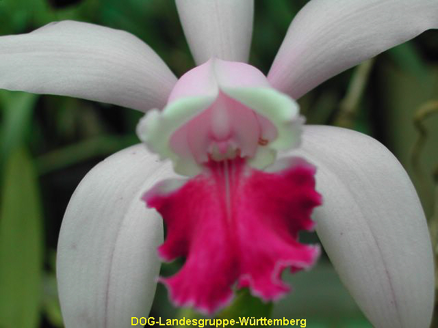 Cattleya bicolor 01