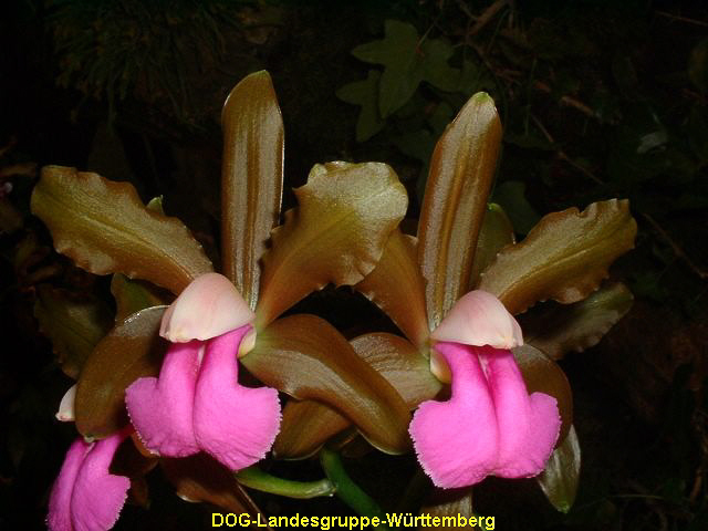 Cattleya bicolor 02