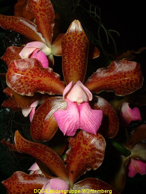 Cattleya bicolor x guttata