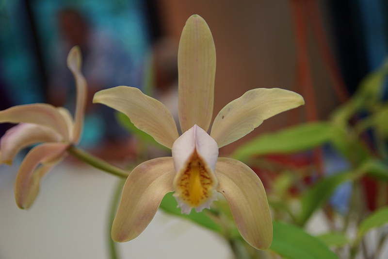 Cattleya forbesii