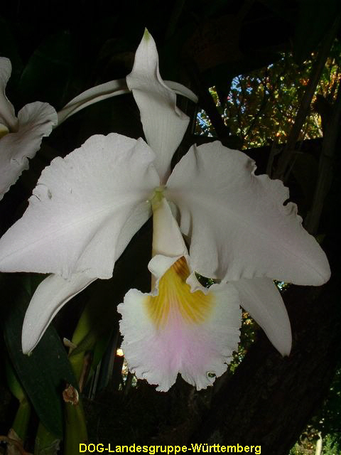 Cattleya gaskelliana delicata