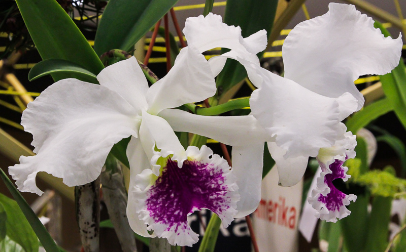 Cattleya gravesiana