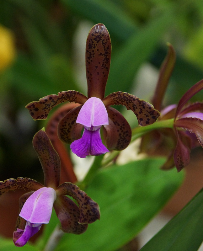 Cattleya leopoldii