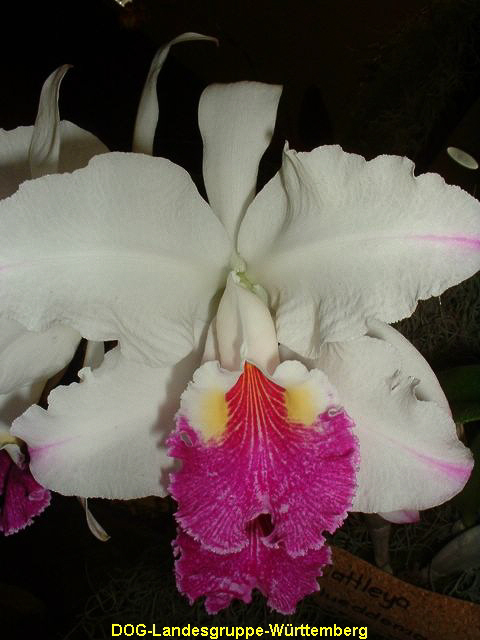 Cattleya lueddemanniana 01