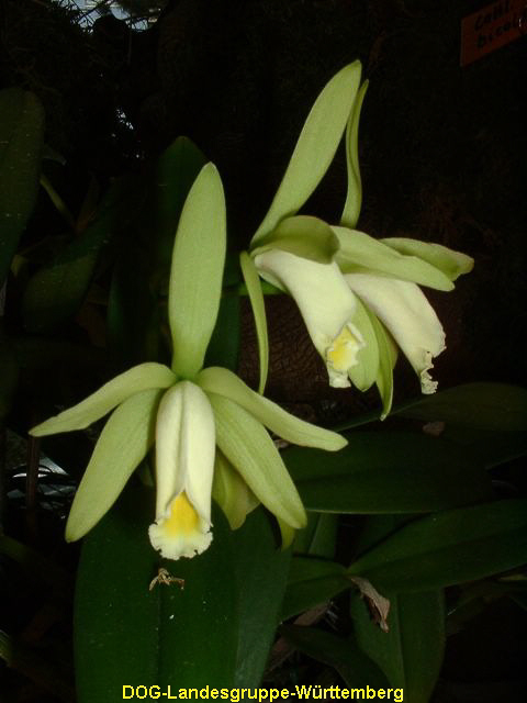 Cattleya luteola x forbesii