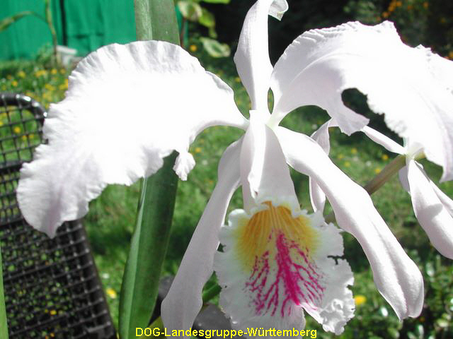 Cattleya mossiae