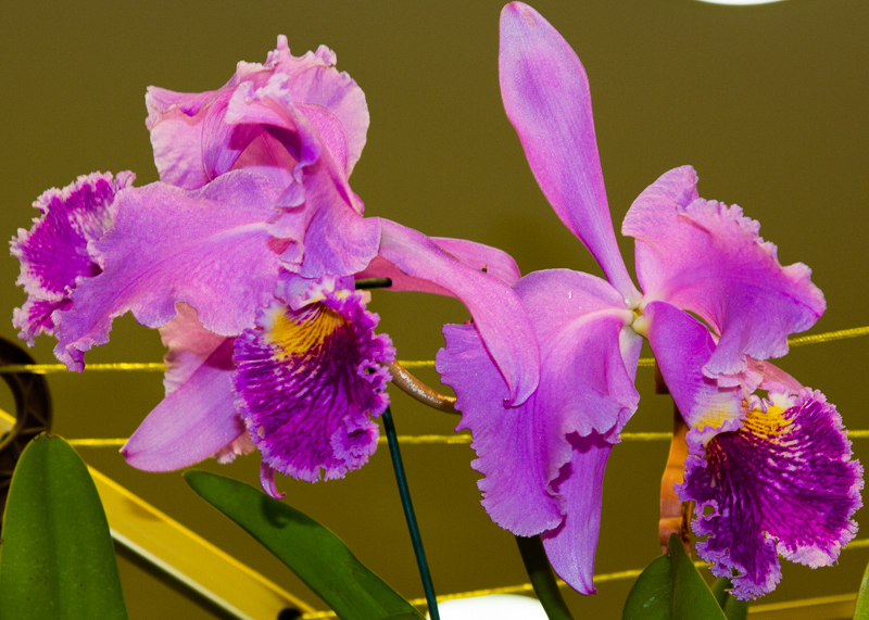 Cattleya mossiae 'Goliath'